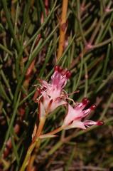 Serruria meisneriana