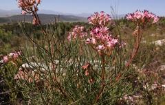 Serruria meisneriana