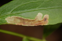 Calycomyza solidaginis