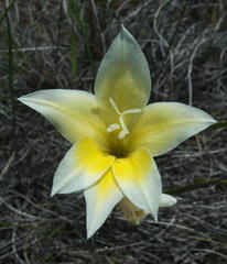 Gladiolus trichonemifolius