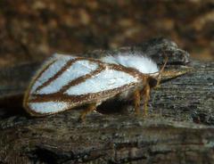 Parapluda invitabilis