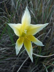Gladiolus trichonemifolius