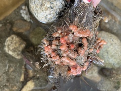 Pyura chilensis