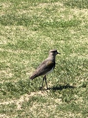 Vanellus chilensis