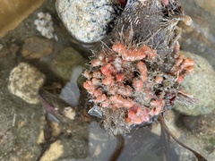 Pyura chilensis