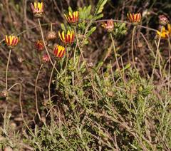 Ursinia discolor