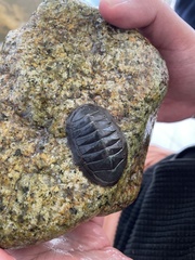 Chiton magnificus