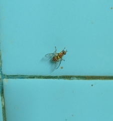 Bactrocera