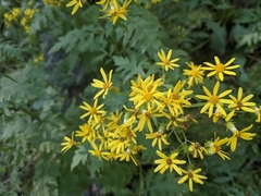 Senecio eremophilus