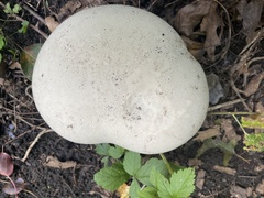Calvatia gigantea