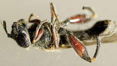 Chalcosyrphus elongatus