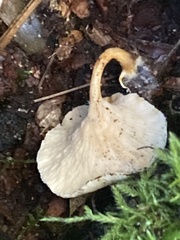 Omphalinaceae
