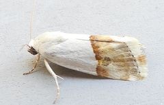 Ponometia elegantula