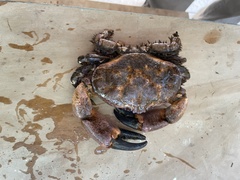 Paraxanthus barbiger