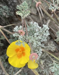 Eschscholzia californica maritima