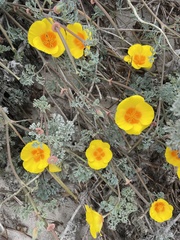 Eschscholzia californica maritima