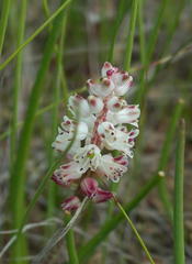 Lachenalia contaminata