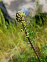 Acaena pinnatifida californica
