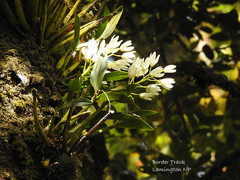 Dendrobium falcorostrum