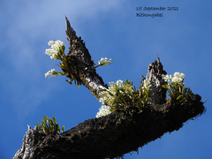 Dendrobium falcorostrum