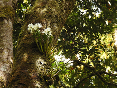 Dendrobium falcorostrum