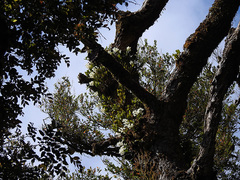 Dendrobium falcorostrum