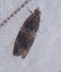 Celypha flavipalpana