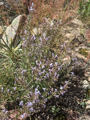 Hedeoma hyssopifolia