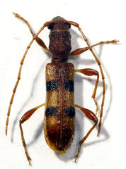 Transvaalobrium sudrei