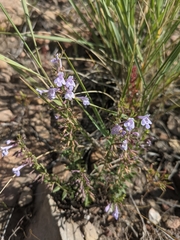 Hedeoma hyssopifolia