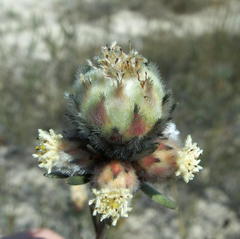Leucadendron sericeum
