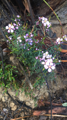 Euryomyrtus ramosissima ramosissima