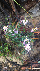 Euryomyrtus ramosissima ramosissima