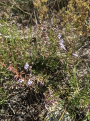 Hedeoma hyssopifolia