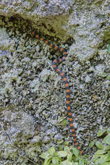 Scolecophis atrocinctus