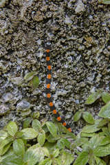 Scolecophis atrocinctus