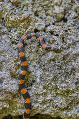 Scolecophis atrocinctus