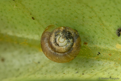 Punctidae