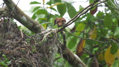 Pachyramphus rufus