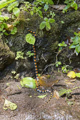 Scolecophis atrocinctus