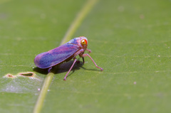 Cicadellidae