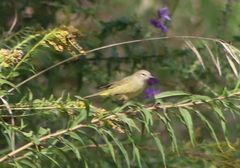 Leiothlypis celata celata