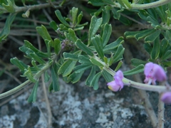 Monnina cuneata