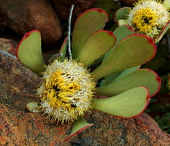 Leucadendron arcuatum