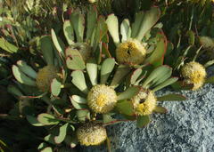 Leucadendron arcuatum