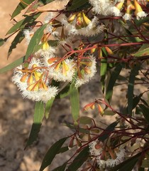 Eucalyptus calycogona