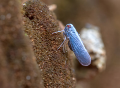 Hemiptera