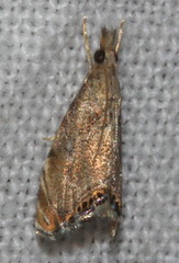 Glaucocharis dilatella