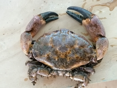 Paraxanthus barbiger