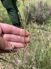 Brickellia eupatorioides chlorolepis
